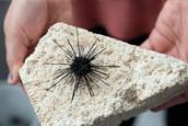 Sea urchin killer spreads to new species, region